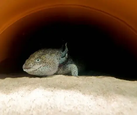 axolotl in the hideout