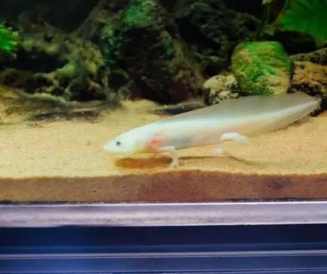axolotl in the sand substrate