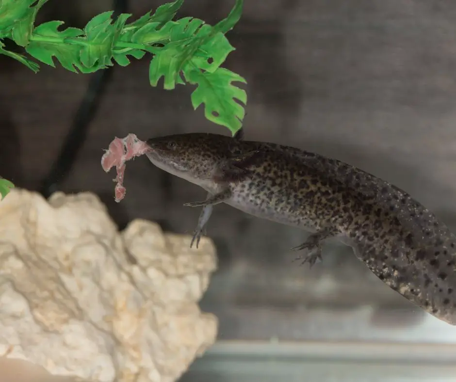 axolotl is eating