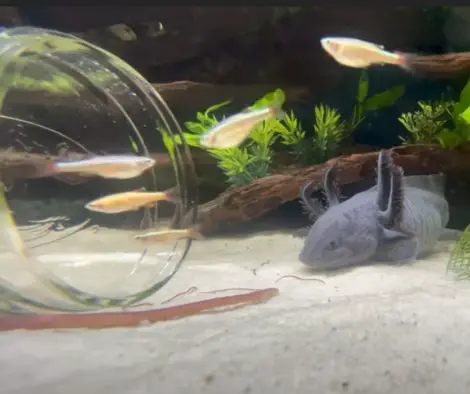 axolotl is hunting in a tank