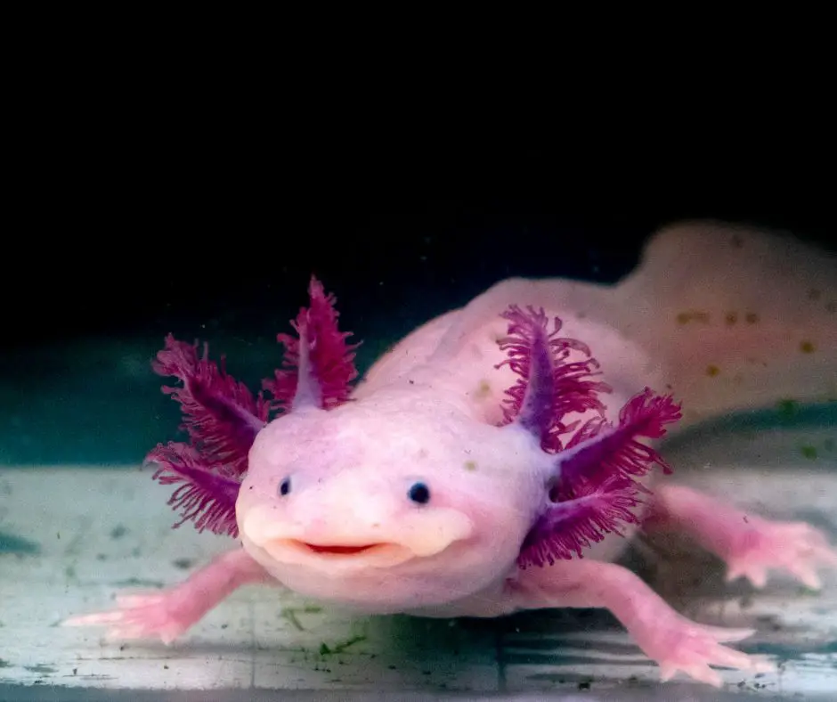axolotl is like smiling