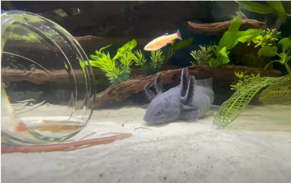 axolotl is stalking its prey