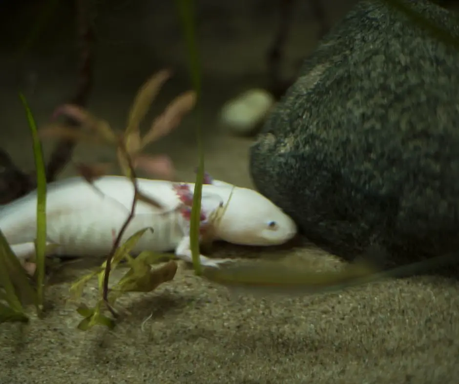axolotl lose color when resting