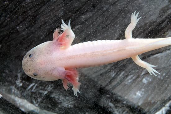 Axolotl Not Growing