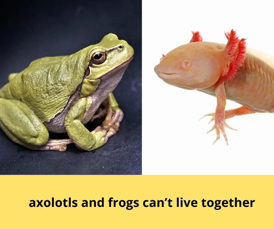 axolotls and frogs shouldn’t live together