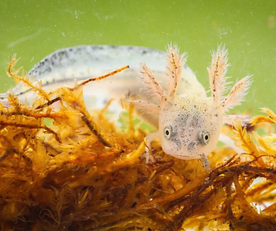axolotl's gills are like horns