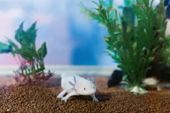 axolotls need a tank similar to natural environment
