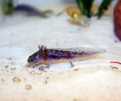 baby axolotl and bloodworms