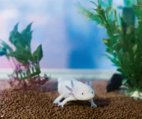 Baby axolotl at the bottom of the tank