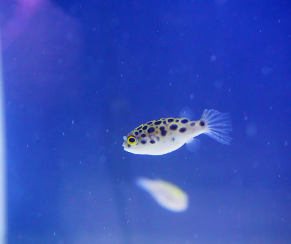  A green spotted puffer fish