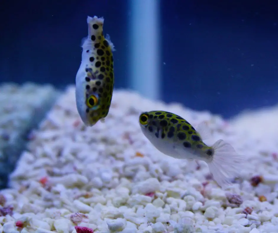 Baby pea puffer fish
