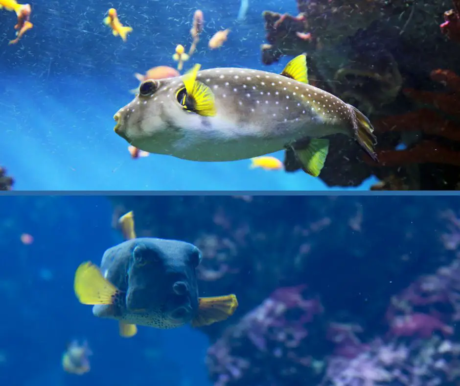 Boxfish and pufferfish cannot live together