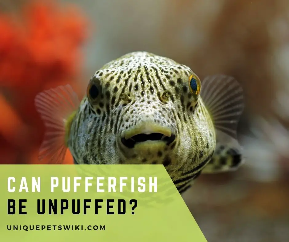 Can Pufferfish Be Unpuffed