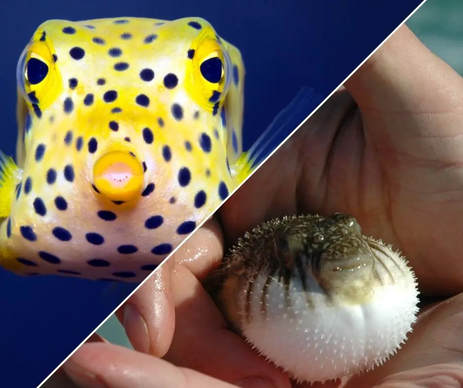 Distinguish puffer fish and boxfish