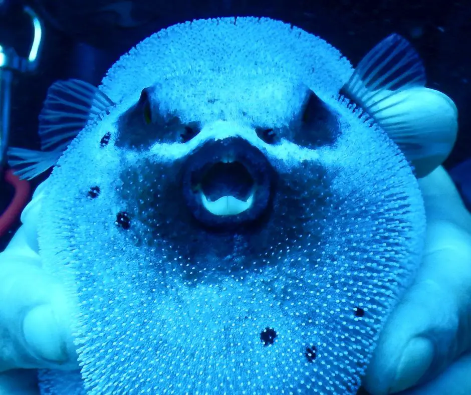diver squeezing a puffer fish