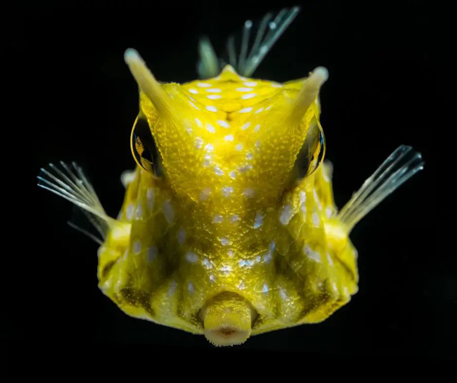 face of cow fish