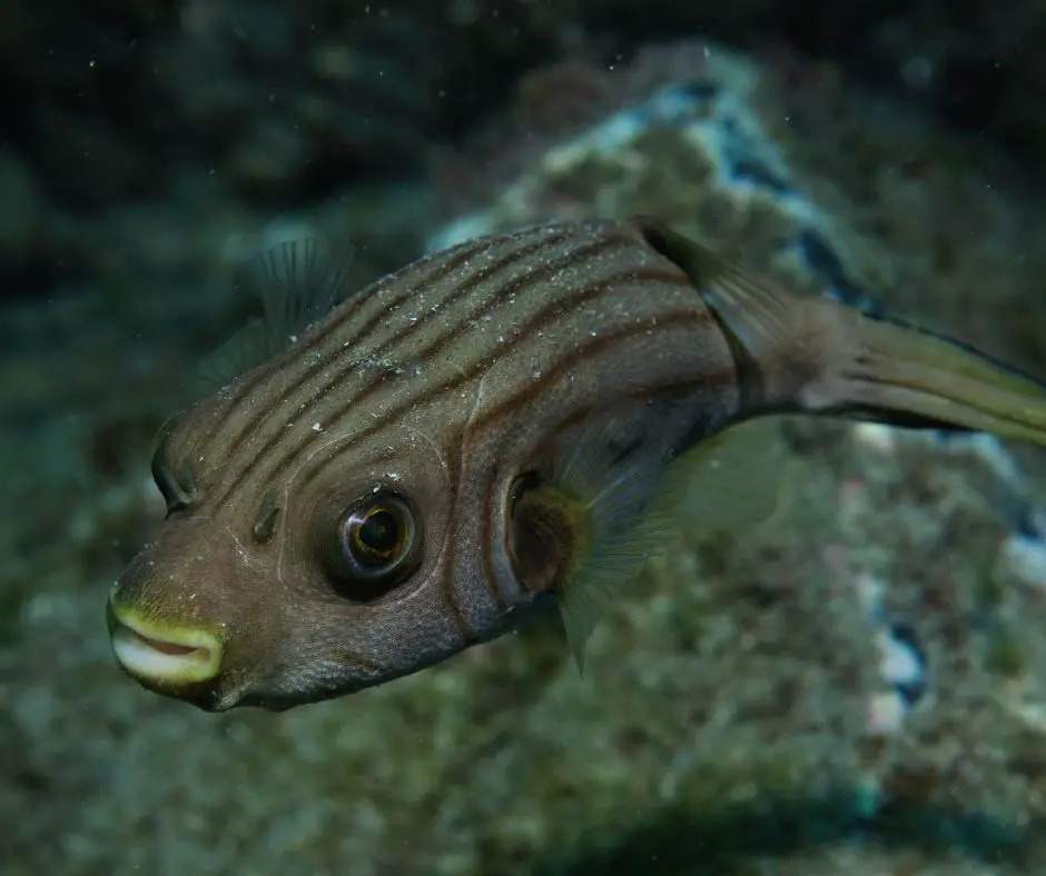 Fahaka puffer fish