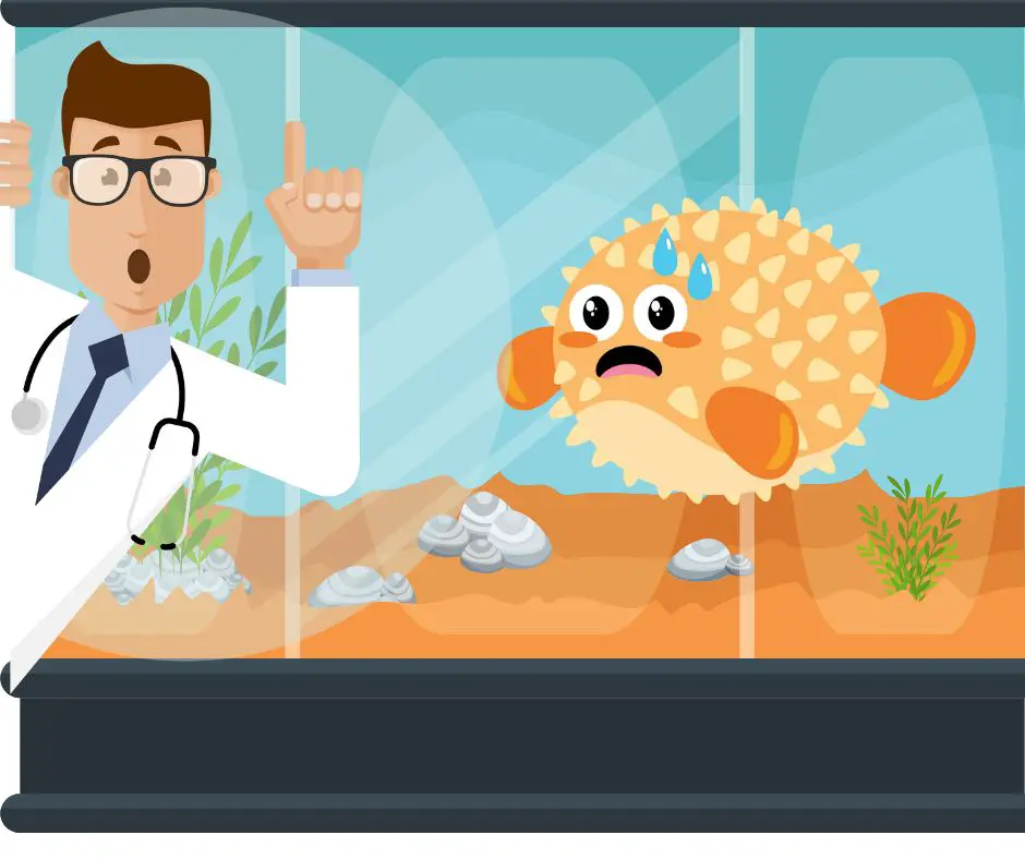 find a cure for puffer fish