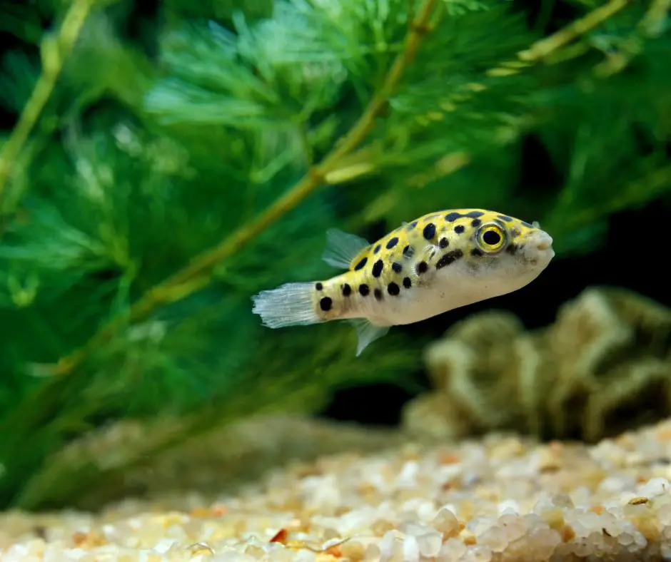 green spotted puffer fish in a tank