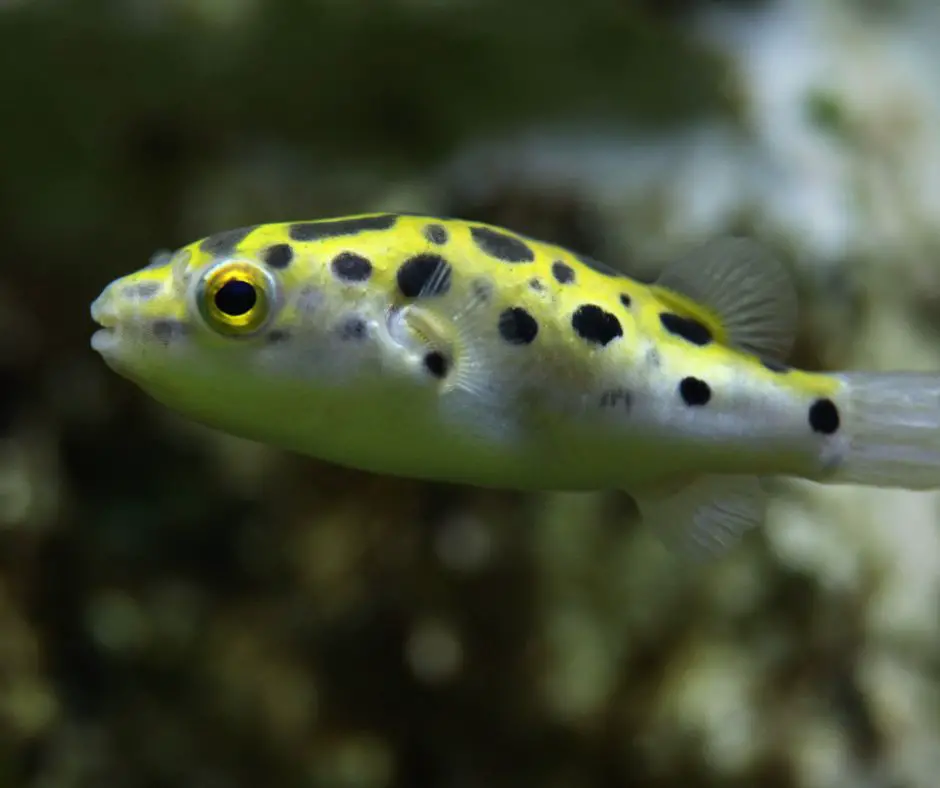 Green spotted puffer fish juvenile