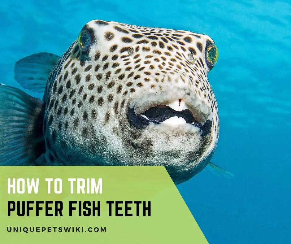 how to trim pufferfish teeth