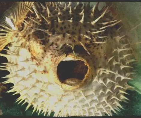 inflated porcupine pufferfish looks scary
