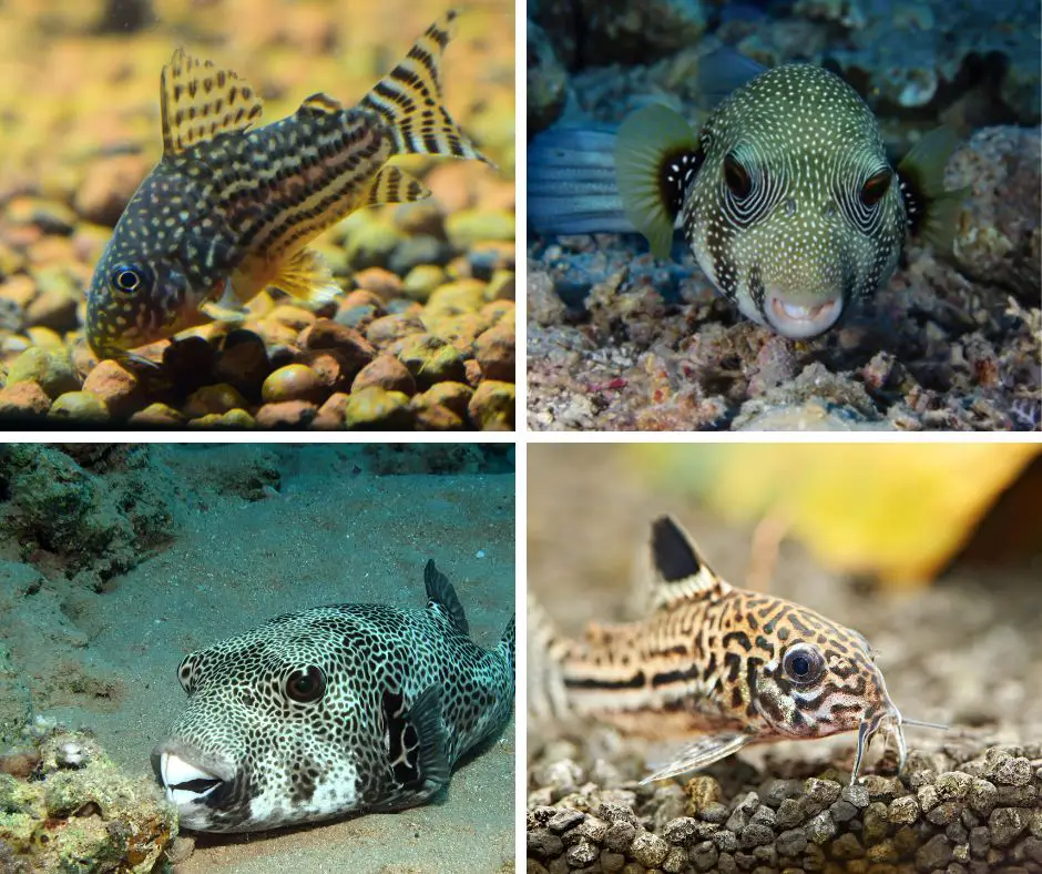 puffer fish and fishes Bottom Feeders
