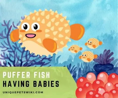 puffer fish having babies