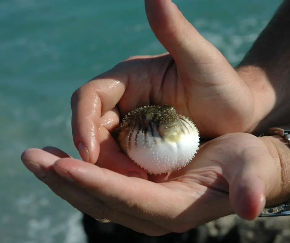 puffer fish inflated with air by humans