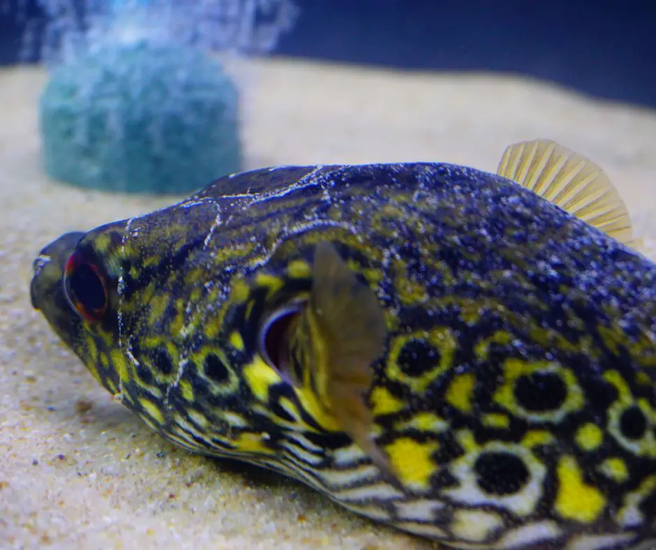 puffer fish is lying in the tank