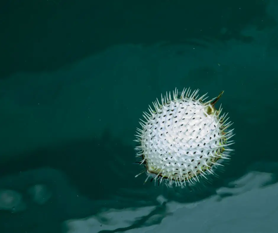 puffer fish is over puff up