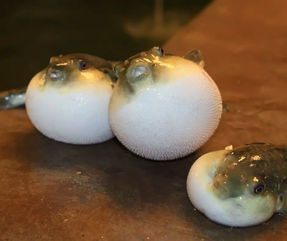Puffer fish is puffing on shore
