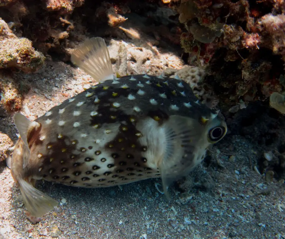 puffer fish just rest