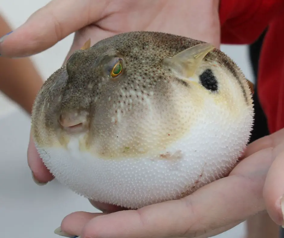 Puffer fish scared and puffed