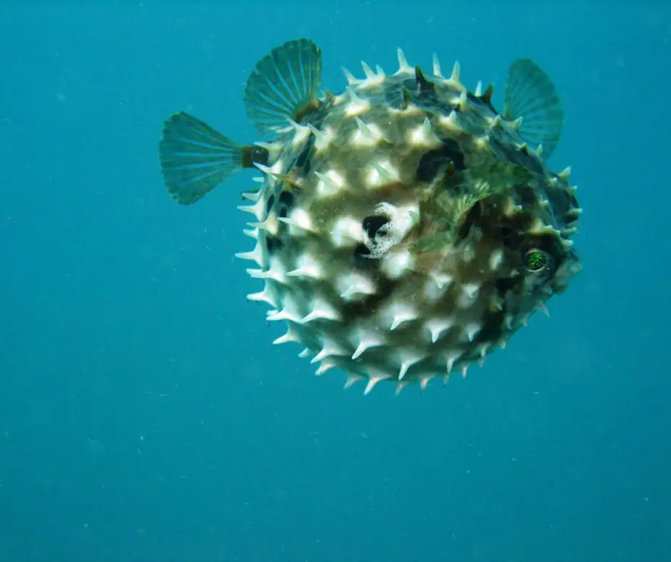 puffer fish spines serve as anti predator defense