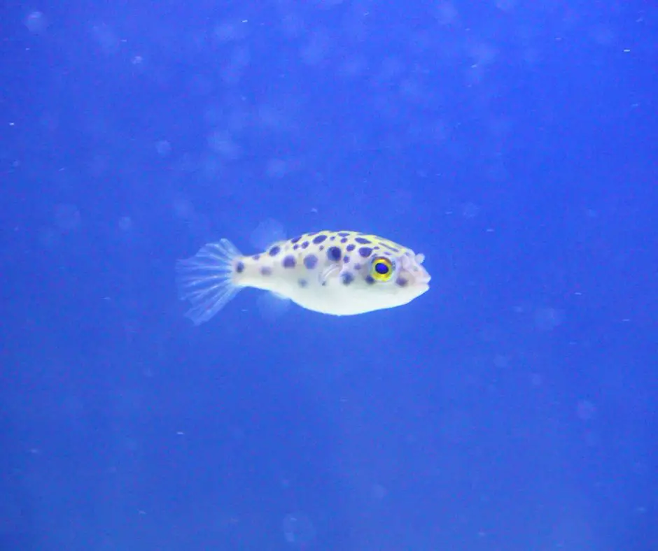 puffer fish swimming in new tank