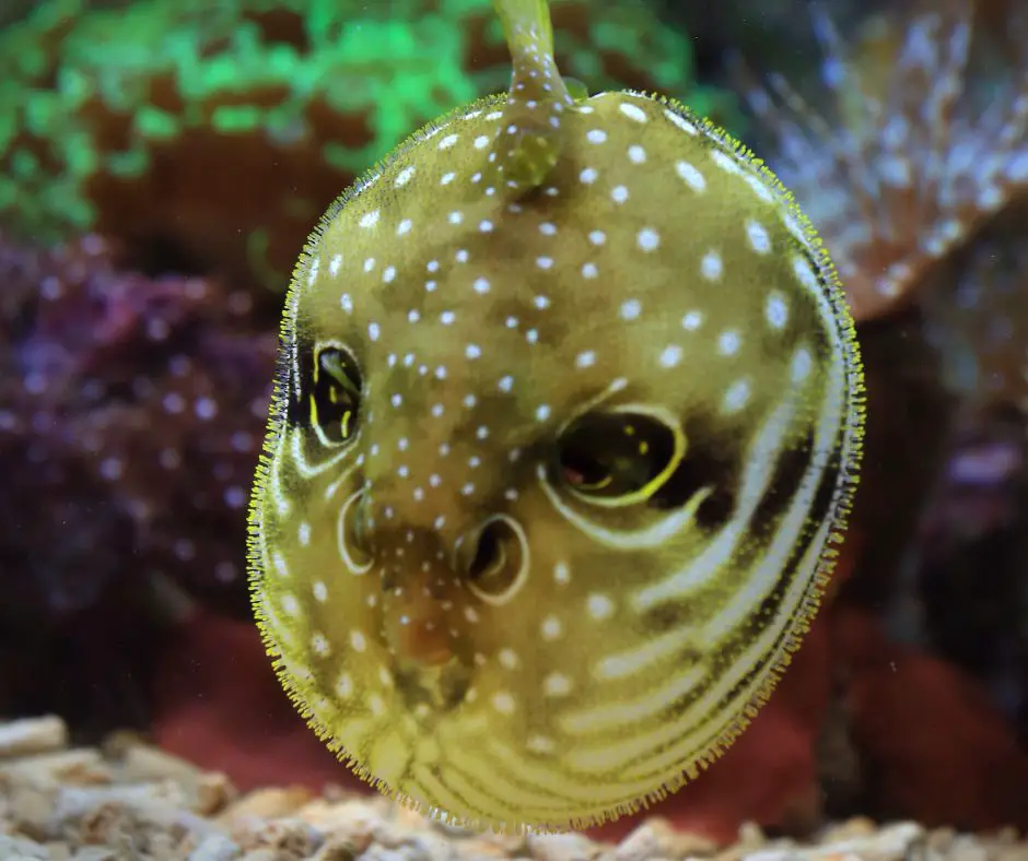 Pufferfish are blown up or have swim bladder disorder