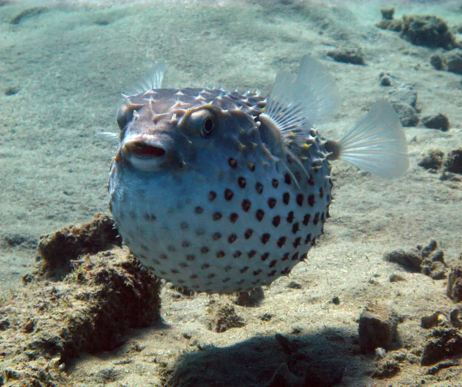 the puffer fish is on the defensive