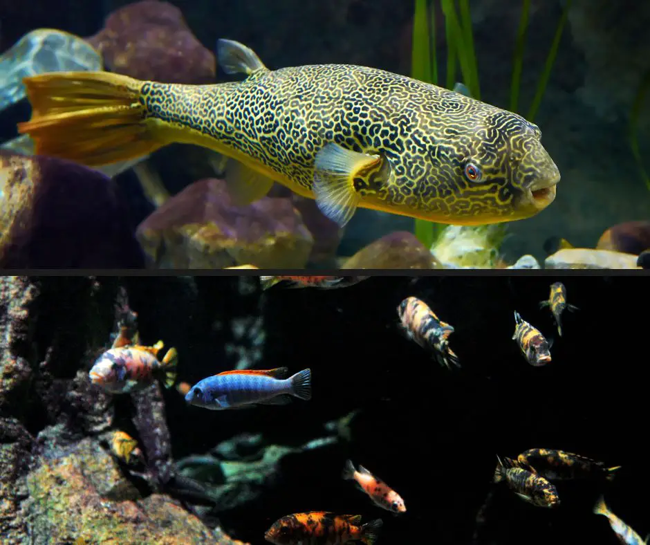 Pufferfish cannot live with cichlids