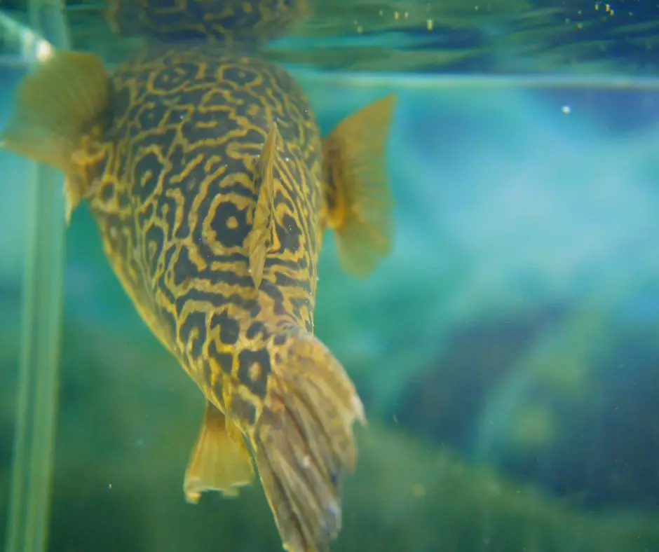 pufferfish floating below the surface