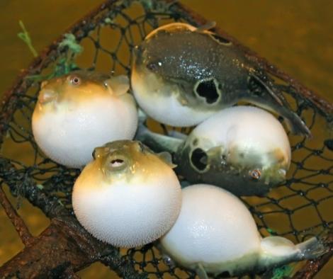 pufferfish inflating is in a net