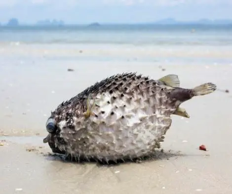 Does a Puffer Fish Die When It Puffs Up
