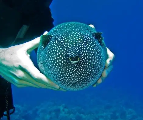 pufferfish inflating when being held