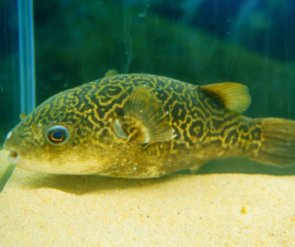 pufferfish is laying on the bottom of the tank