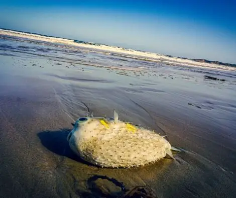dead pufferfish on a beach