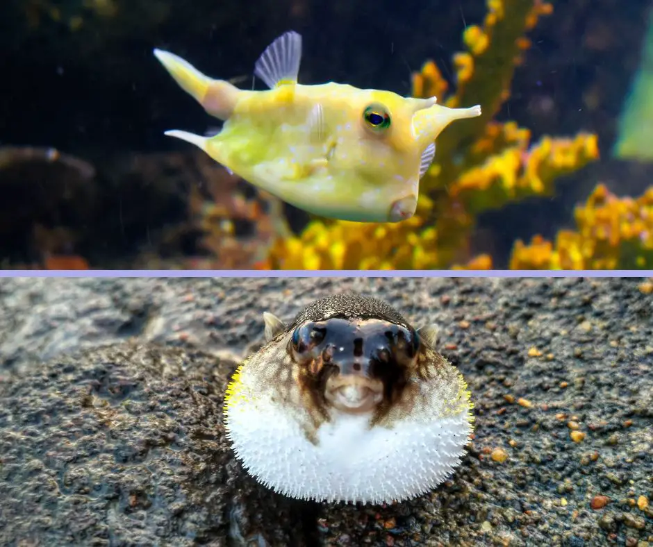 Set the puffer fish identification point with the cowfish