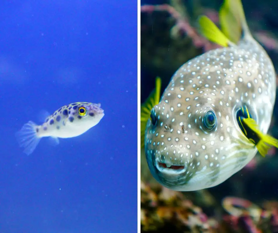 size difference of puffer fish