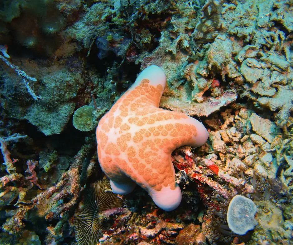 starfish clinging to coral