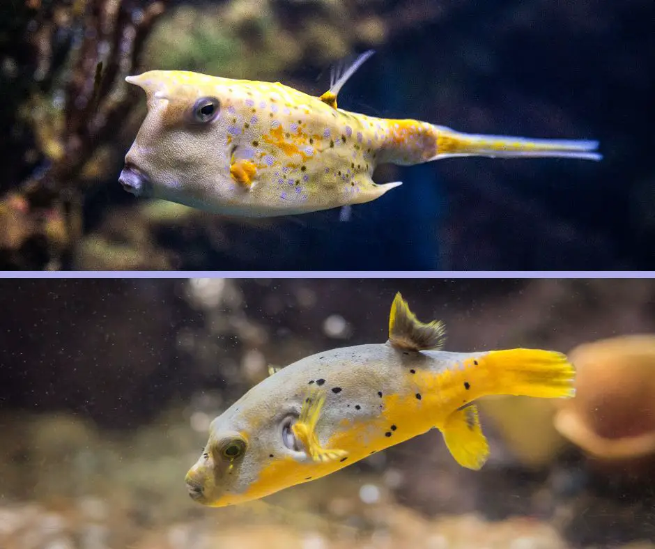 The difference between a cowfish and a pufferfish