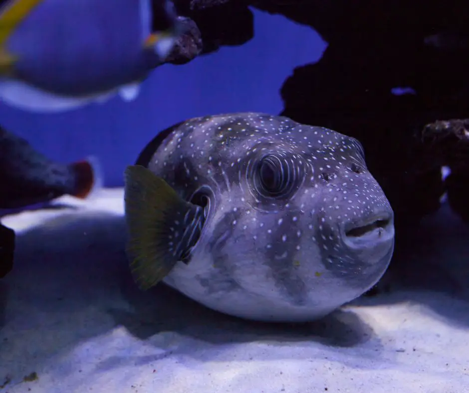 the puffer fish is trying to camouflage by darkening its skin